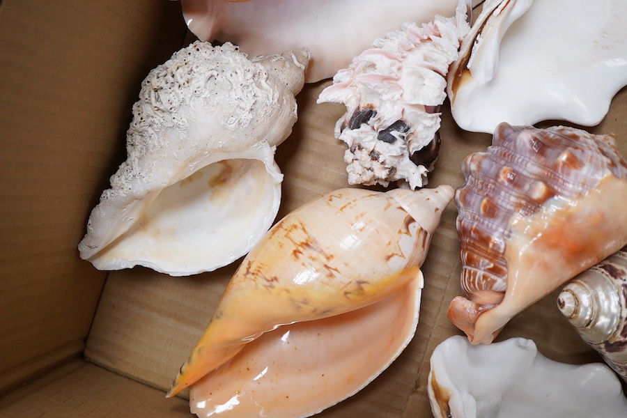 A collection of large sea shells to include a conch